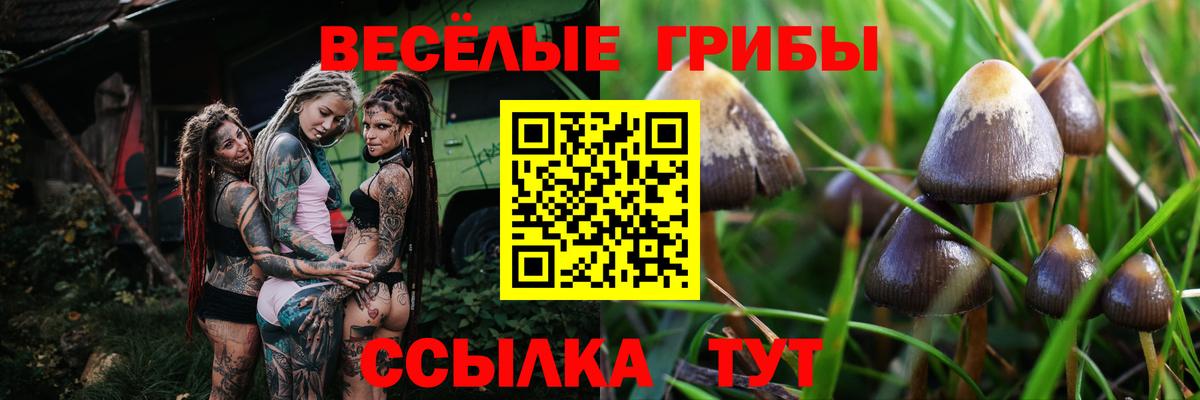Псилоцибиновые грибы Cubensis Михайловск